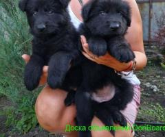 Щенки чёрной немецкой овчарки, FCI