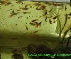 Стайка аквариумных рыбок гуппи