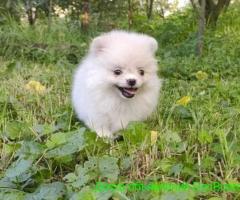 Померанский шпиц мальчик