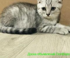 Продается шотландский вислоухий котик