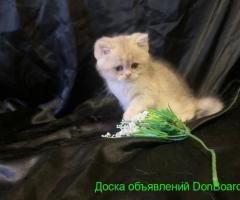 Девочка и мальчик голубое золото