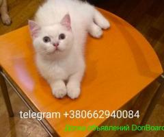 Британский котик серебристой шиншиллы