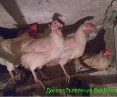 Куры 'Леггорн Стандарт'