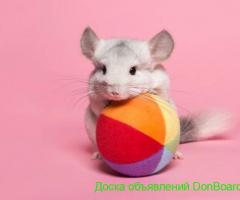 Продаются шиншиллы милейшие Донецк