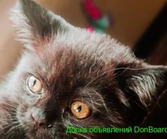 Британский котенок