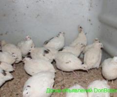 Инкубационые перепелиные яйца