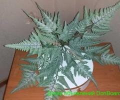 искусственные кустики папоротника
