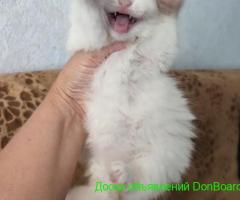 кошечка беленькая