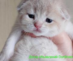 Готовятся к резерву шотландские золотые шиншиллы.