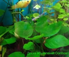 Растения аквариумные