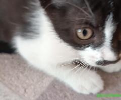 Отдам котят в надёжные руки