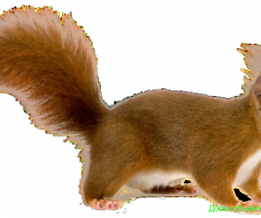 Белка