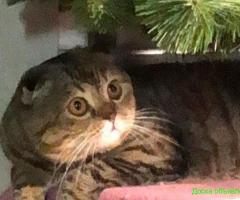 Вязка кошки скоттиш фолд
